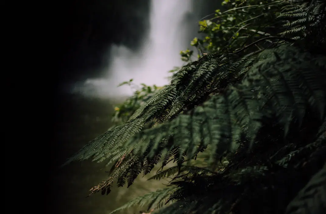 Native New Zealand fern with waterfall in background — Molly Woppy celebrates local heritage and natural inspiration.